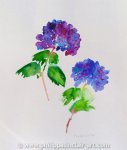 Hydrangeas